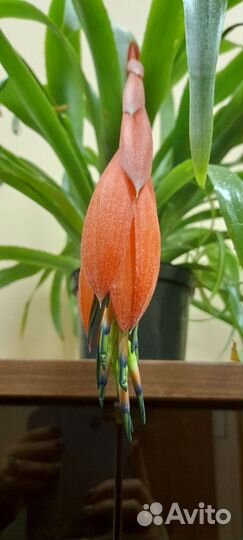 Бильбергия