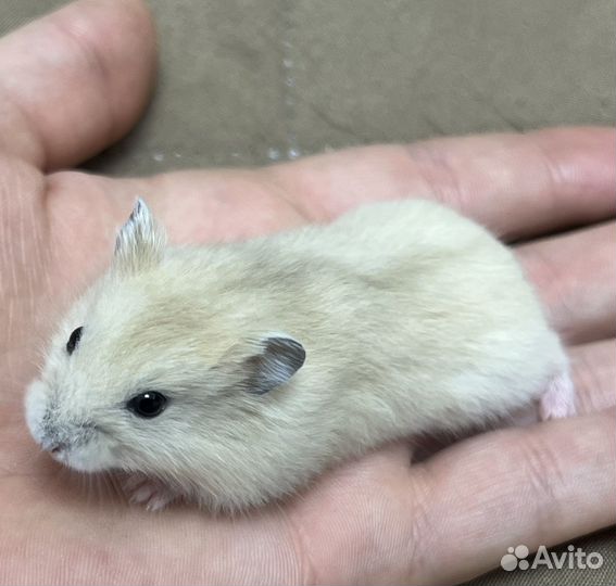 Джунгарские хомячки