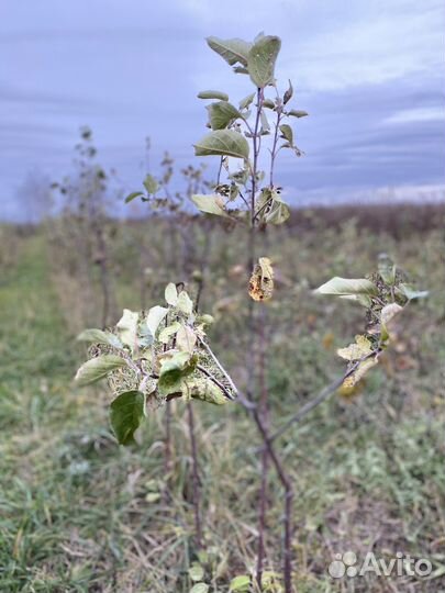 Саженцы яблони