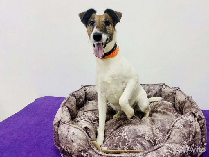 Лежанка для животных 57-45 см