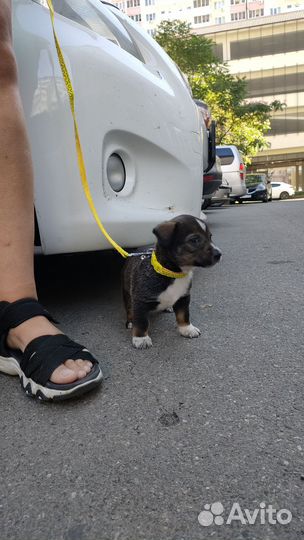 Маленькая собака в добрые руки бесплатно