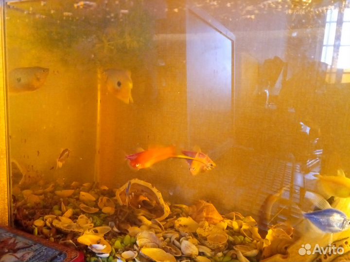 Аквариум
