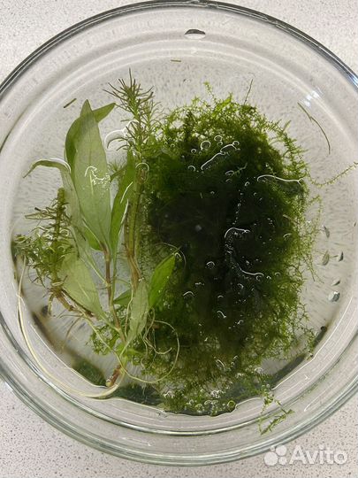 Яванский мох, гигрофила, наяс. Для аквариума