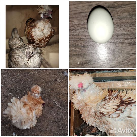 Декоративные(курица + петух) голубое яйцо