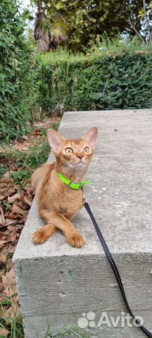 Абиссинские котята из Ижевского питомника