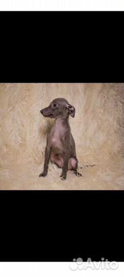 Щенки левретки