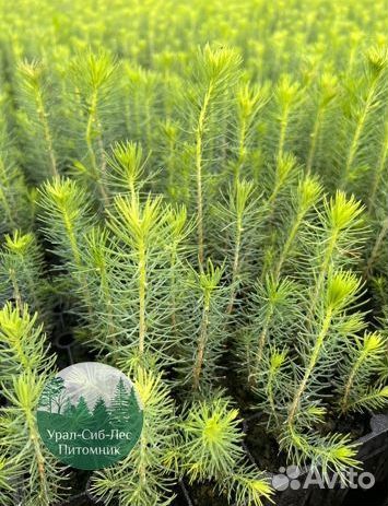 Сосна зкс окс сеянцы Ель Лиственница Голуб Горная
