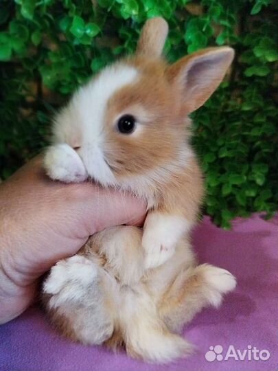 Кролики карликовые. Декоративные мини