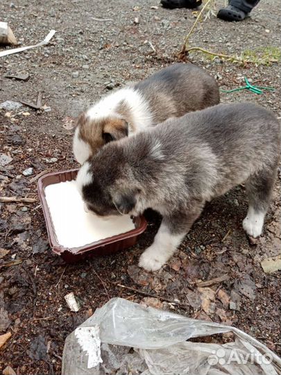 Щенок в добрые руки бесплатно