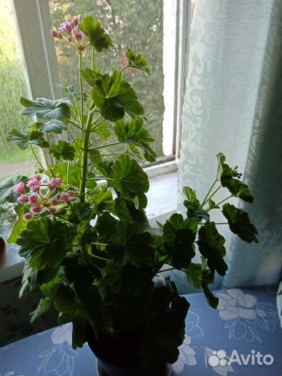 Герань пеларгония сортовая