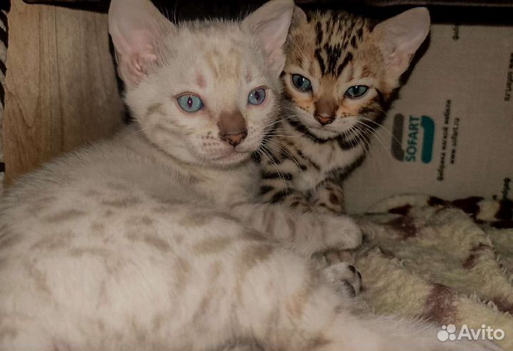 Бенгальские котята