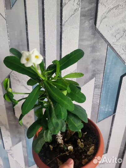 Эуфорбия миля