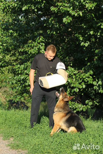 Дрессировка собак на охрану