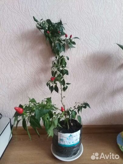 Перчик у Вас дома