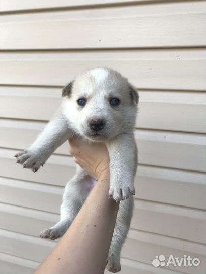 Щенок Хаски