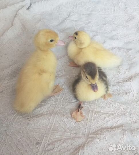 Мускусные утята индоутки