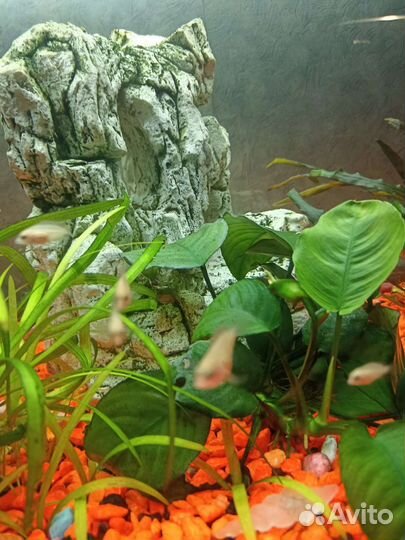 Мальки цихлиды