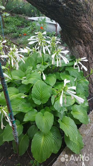 Цветы для сада