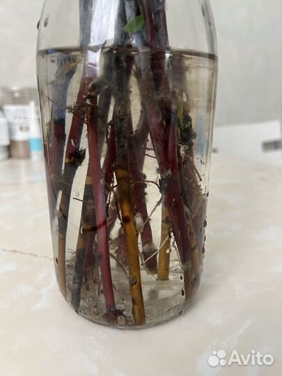 Верба для посадки