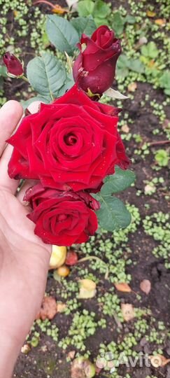 Роза чайно-гибридная