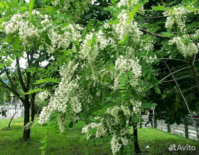 Акация Беелая