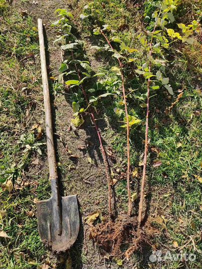 Саженцы ремонтантной малины