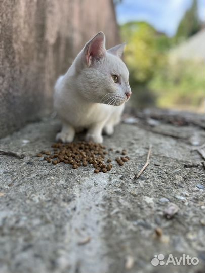 Кот ищет дом