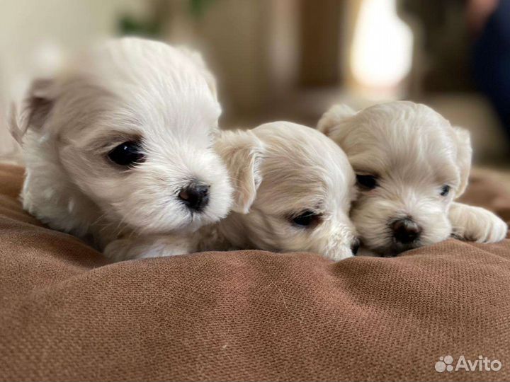 Щенки мальтийской болонки
