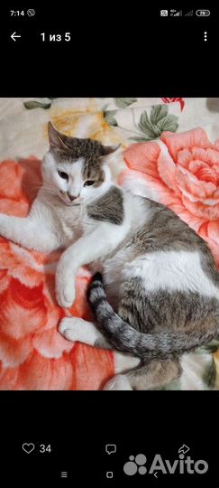 Котик Амурчик