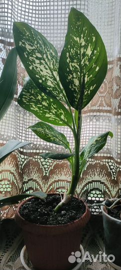 Диффенбахия