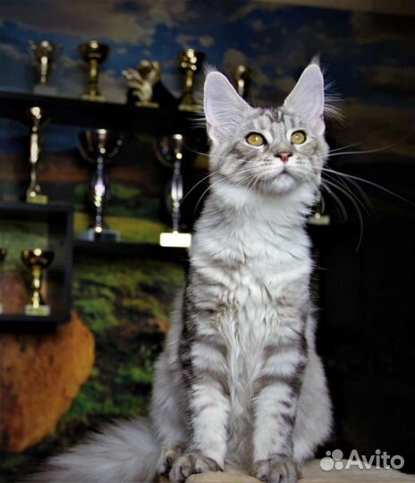 Кошки