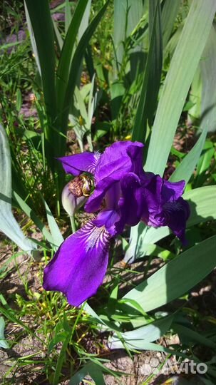 Цветы для вашего сада