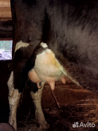 Корова дойная стельная