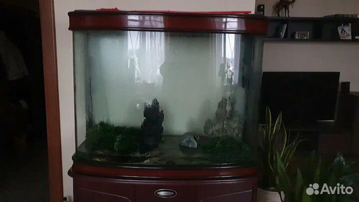 Аквариум