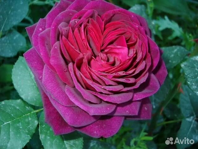 Новые розы. Часть 1. Евгения_я ;) Дзен