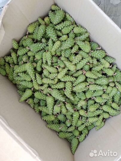 Шишка зеленая сосновая Литр