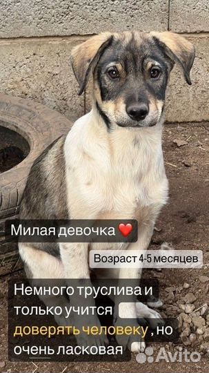 Собача из приюта