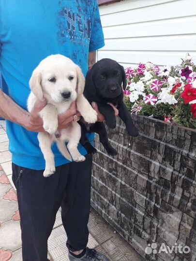 Щенки лабрадора