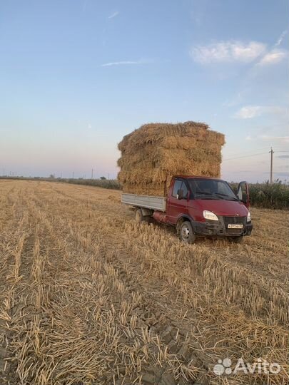 Солома рисовая с зеленью