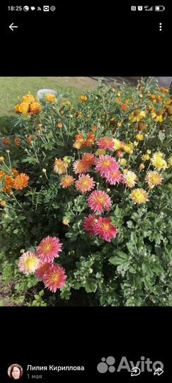 Хризантема