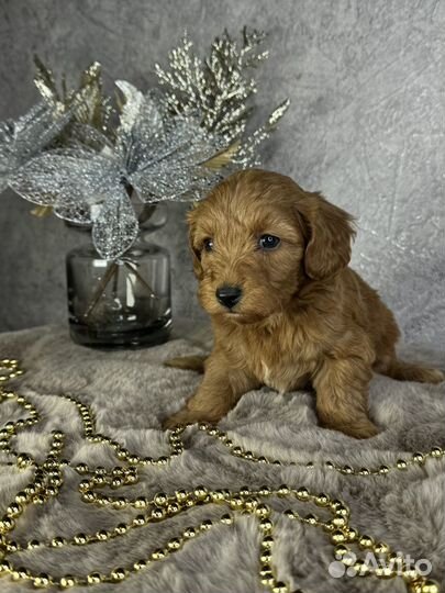 Карликовый пудель рэд браун