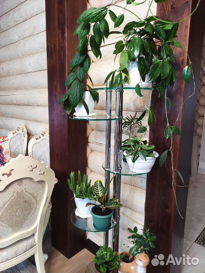 Комнатные цветы