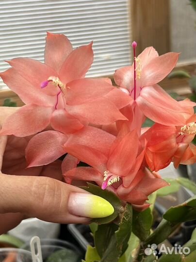 Декабрист 3+1 подарок