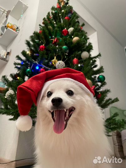 Вязка японский шпиц кобель