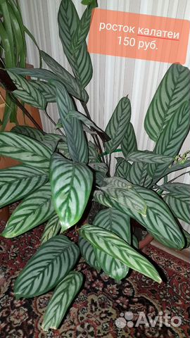 Продам ростки калатеи