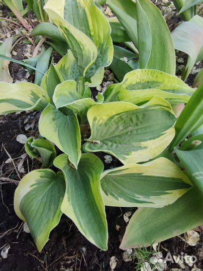 Хоста, белая фиалка, декоративный лук, ирисы