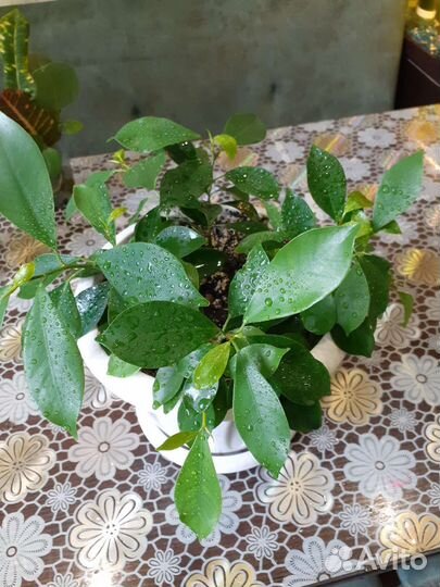 Аглаонема, пальма,кротон