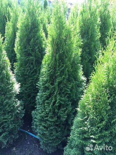 Туи оптом без посредников