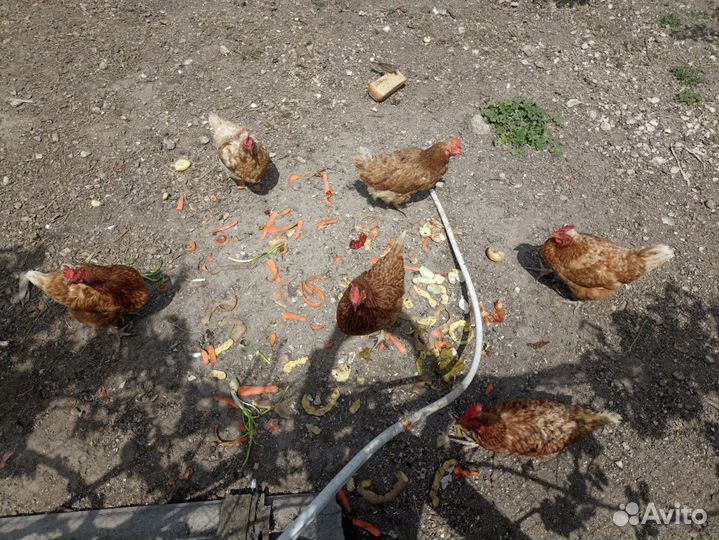 Продаются куры (4 шт по 100). Несутся