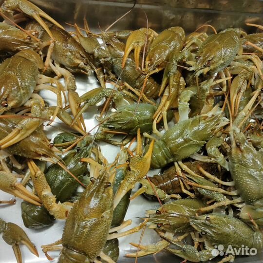Живые раки оптом, микс 40-100гр в Челябинске